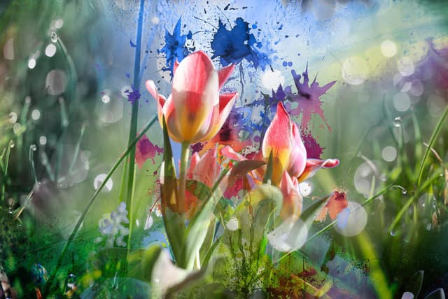 Blumen Tropfen blau — Bild von Michael Willfort