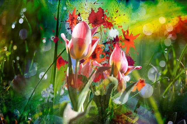 Blumen Wiese bunt satt — Bild von Michael Willfort