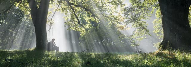Nebelwald denkend — Bild von Michael Willfort