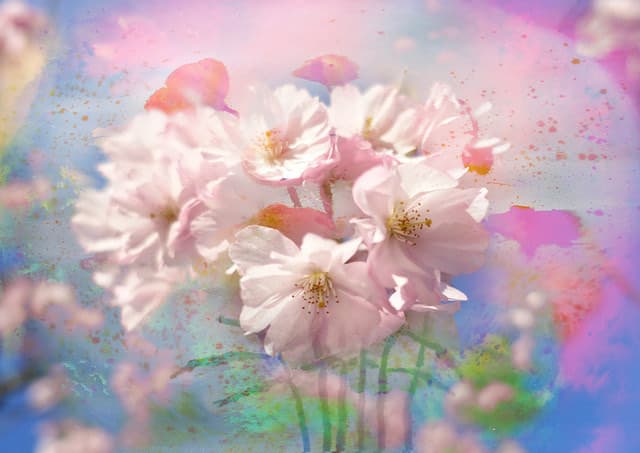 Blüten des hellen Jahres — Bild von Michael Willfort